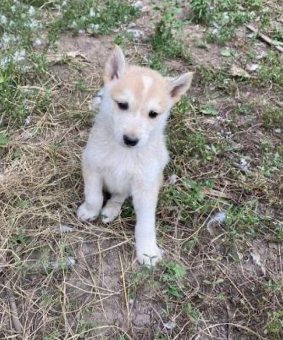 Щенки северо западная лайка