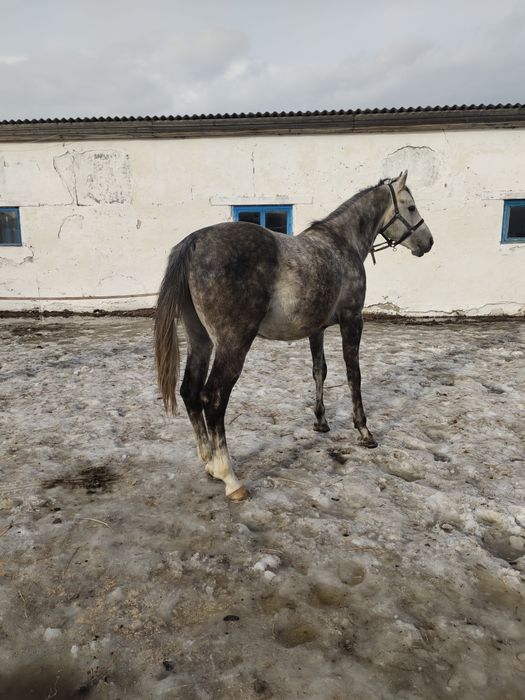 продам жеребец Англоараб скакавой