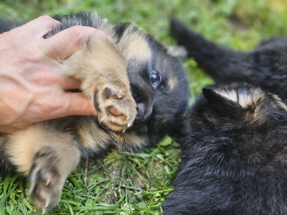 Puiuti Ciobanesc German, linie de show, din parinti cu pedigree
