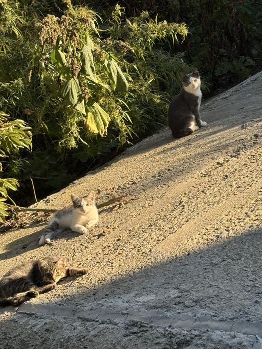 Кошка с котятами на улице