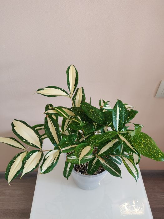 Драцена ( комнатное растение)