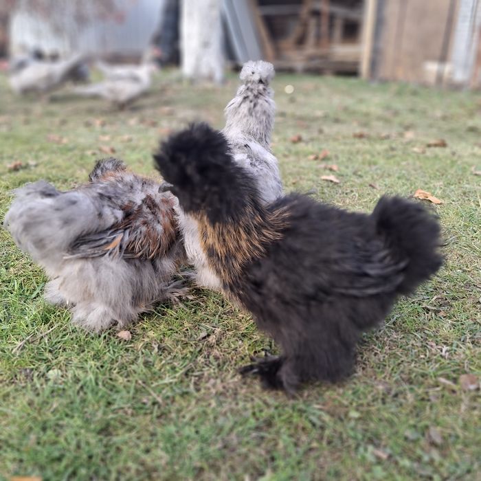 Китайские шёлковые куры