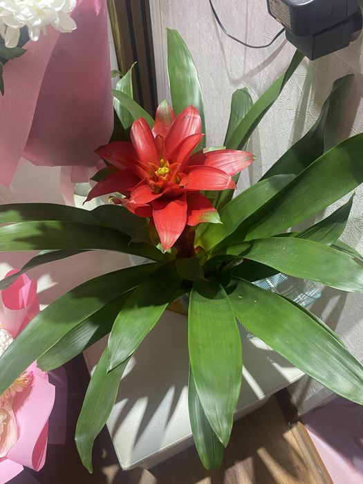 Цветы Хризантема букет