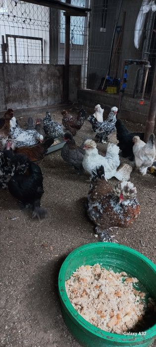 Oua                .