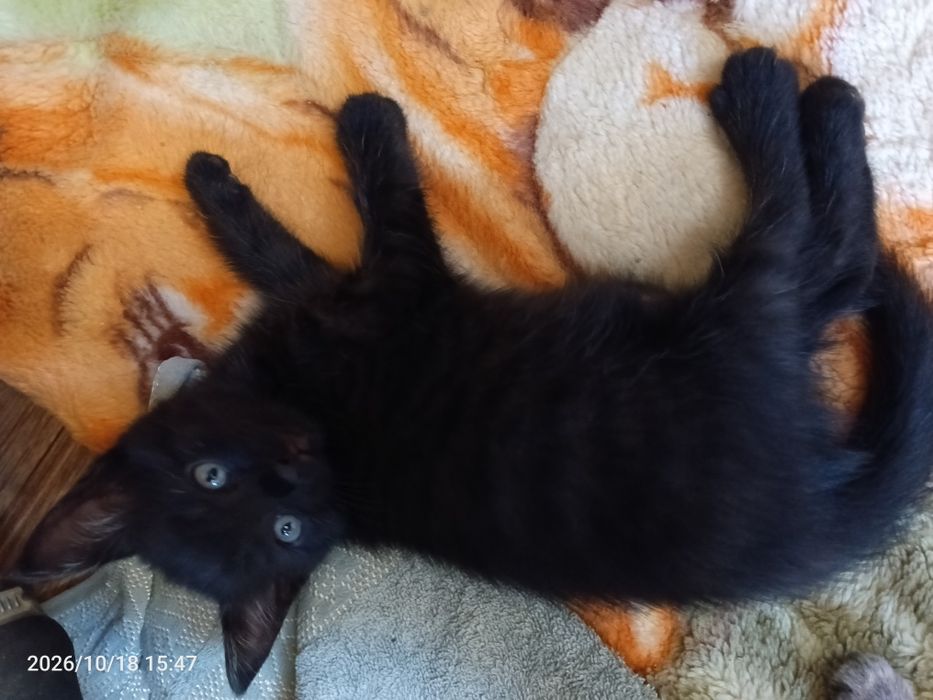 Чисто черный котенок мальчик