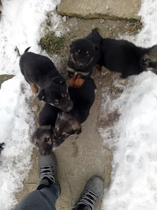 Donez câine rasa metis cu lup