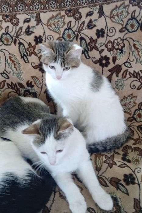 Котята ищут дом!