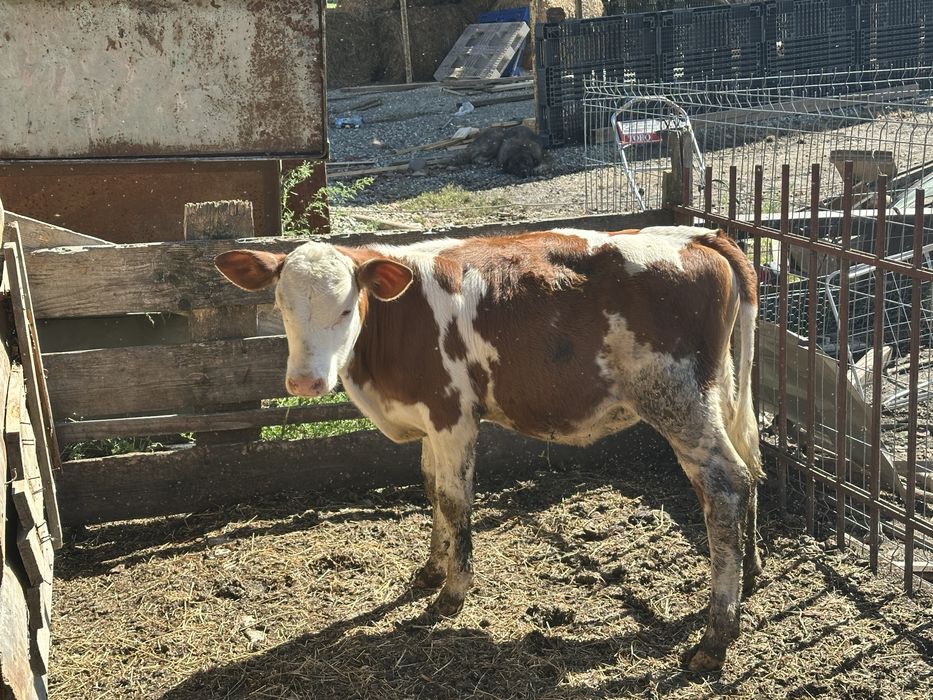 Vând două vițele înțărcate