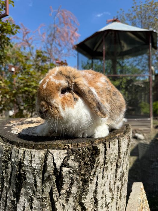 Iepuri berbec pitic Mini Lop – masculi, 1 an