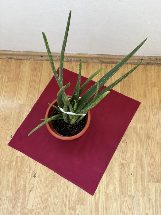 Floare naturala in ghiuveci (aloe vera)