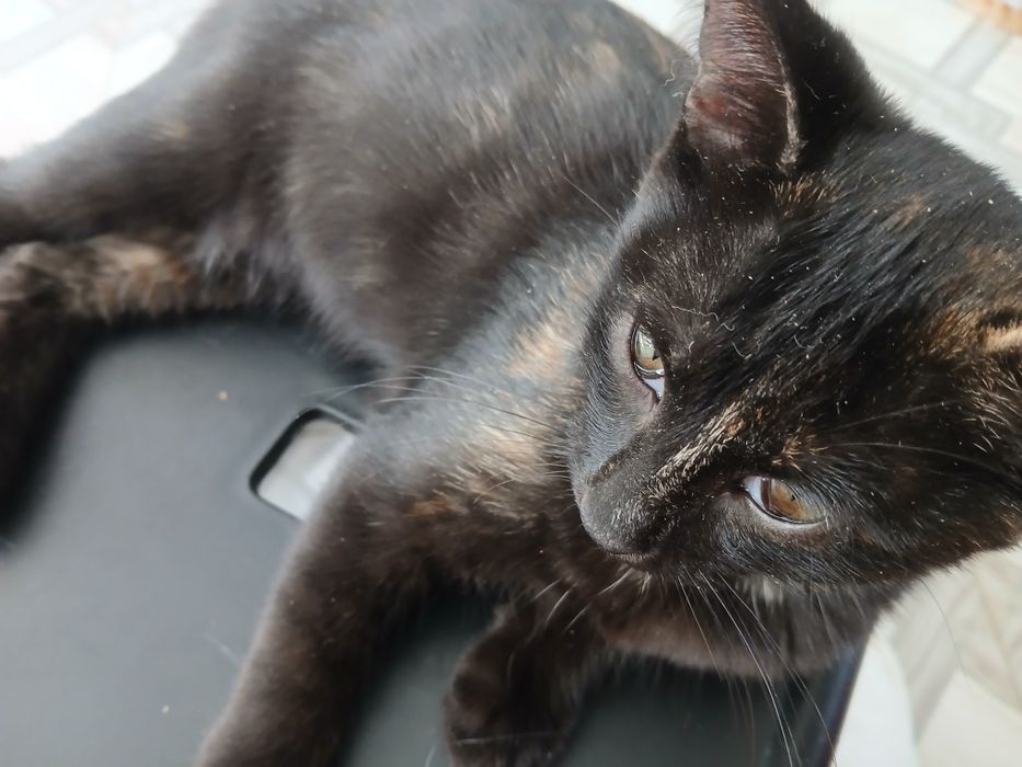 Срочно отдам в дар котенка
