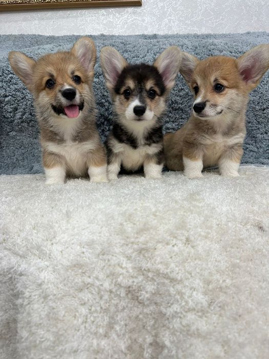 Вельш -корги пемброк