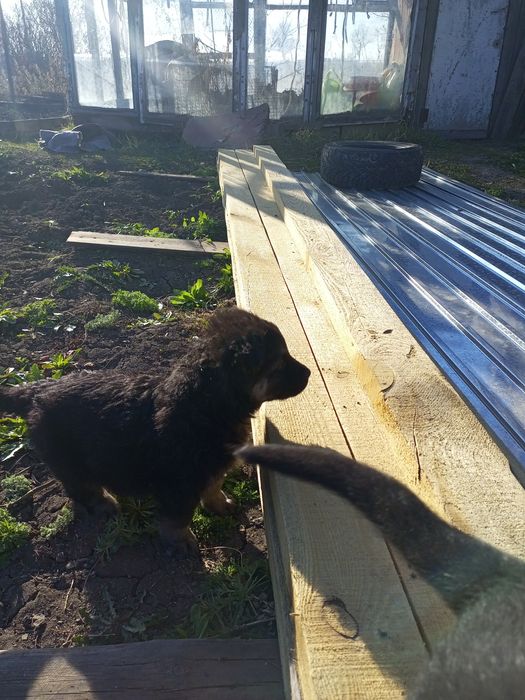 Щенки Восточно-европейской овчарки