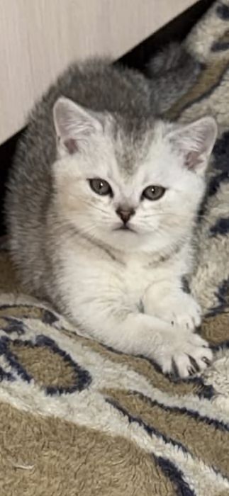Серебристая шиншилла