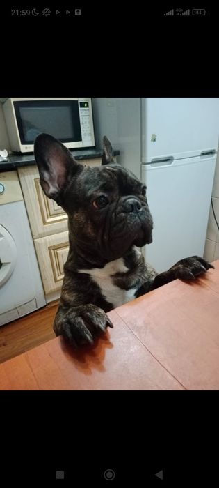 Вязка французский бульдог