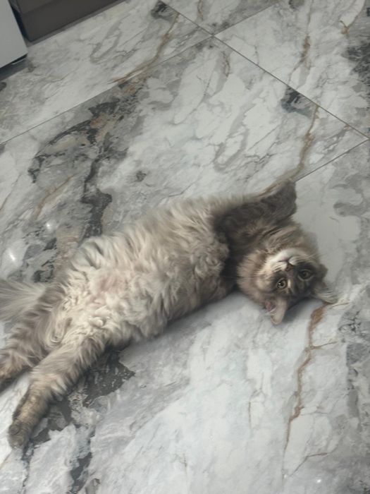 Отдам кота в хорошие руки