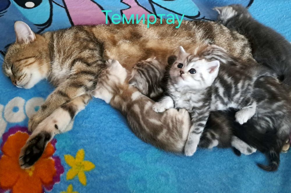 Котёнок. Девочка.  Скоттиш Страйт