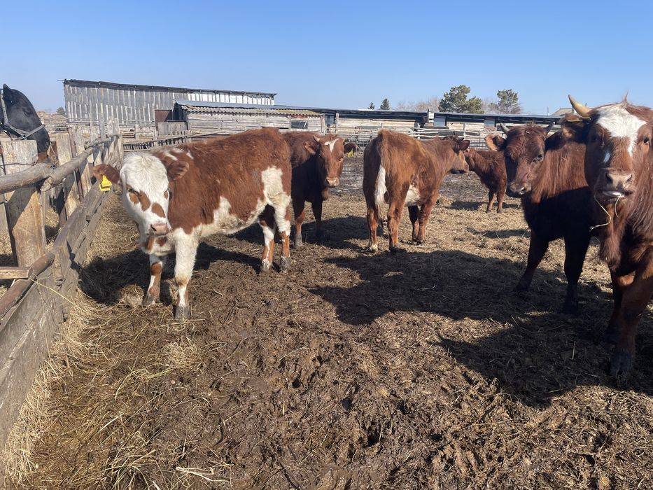 Продам 7 быков 6 телок с откорма