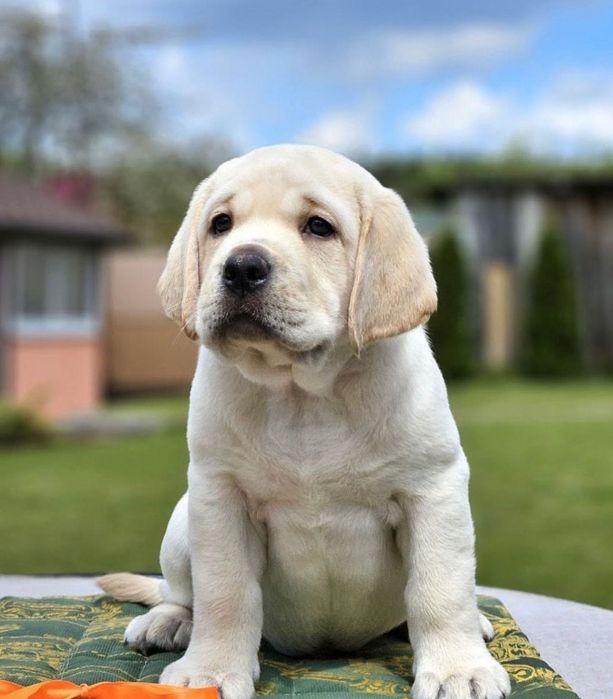 Щенки Лабрадора Астана