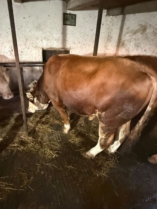 Vand 2 vaci si 2 tauri