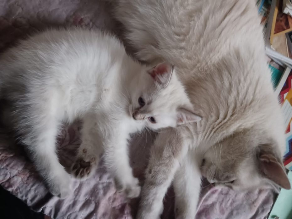 Котята от сиамской кошки