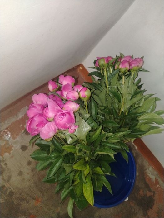 Pion gul ochildi dexqonchili sotaman