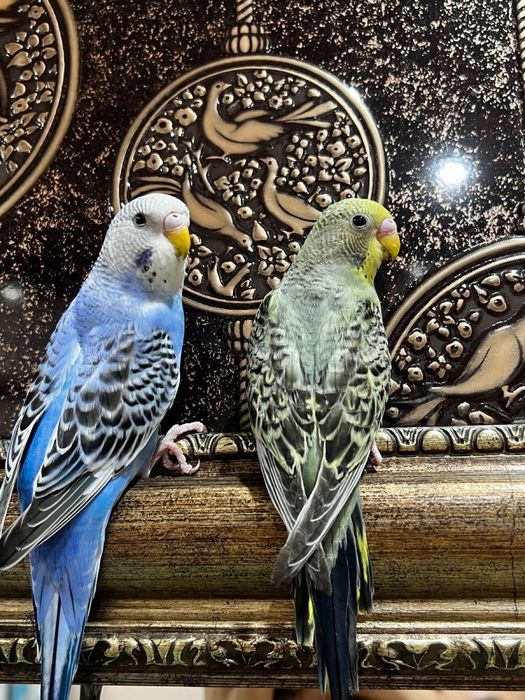 Волнистые попугаи