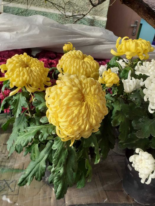 Lichidare stoc crizanteme la ghiveci, buche si radacini