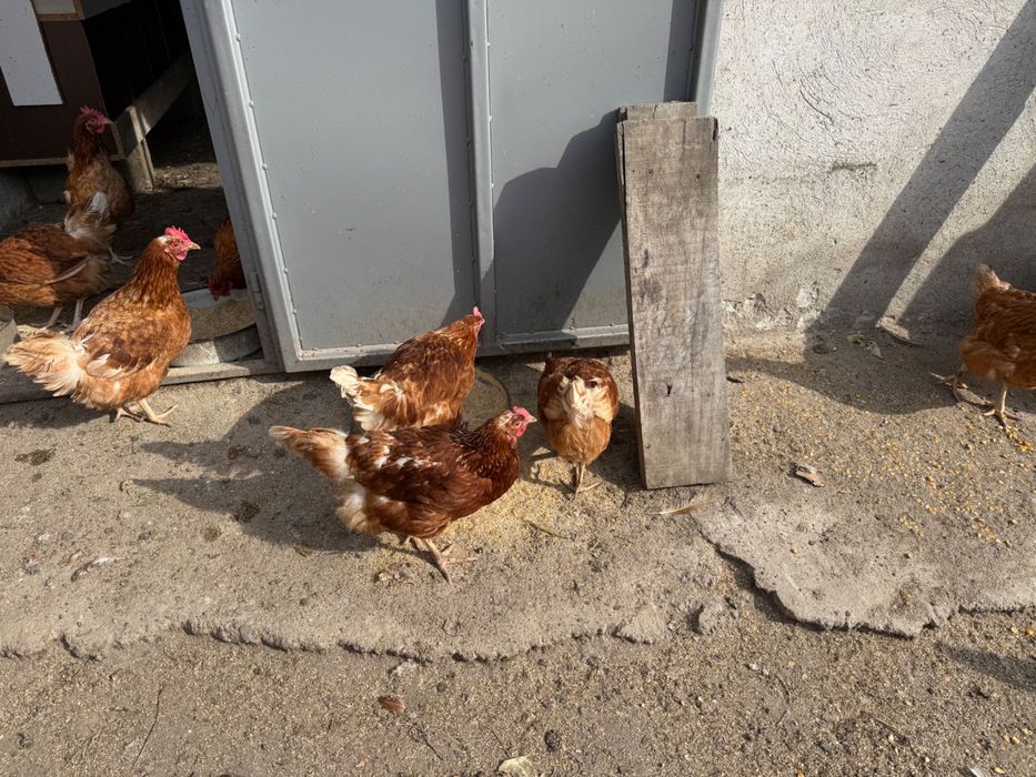 Кокошки носачки ломан браун