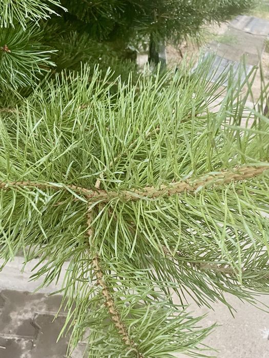 Сосна пушистаяяя