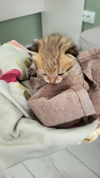 Котёнок котёнок котёнок