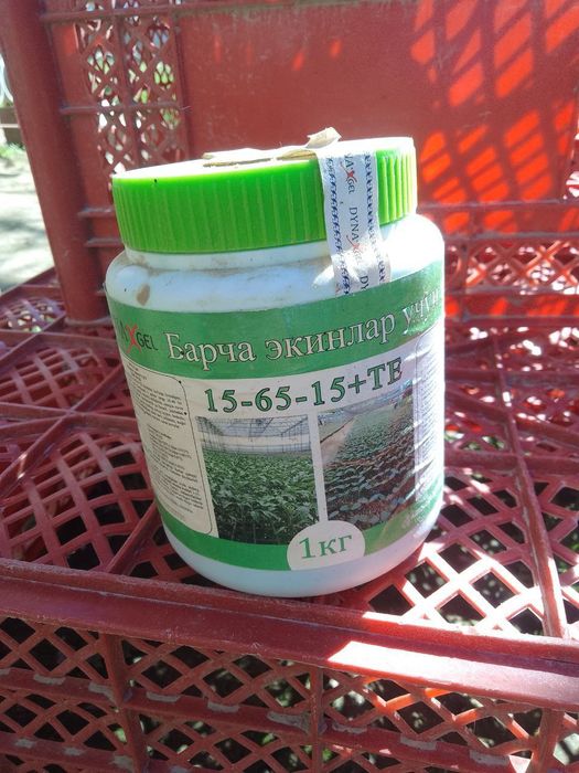 Клапа таракан пашша дори klapa tarakan passha dori