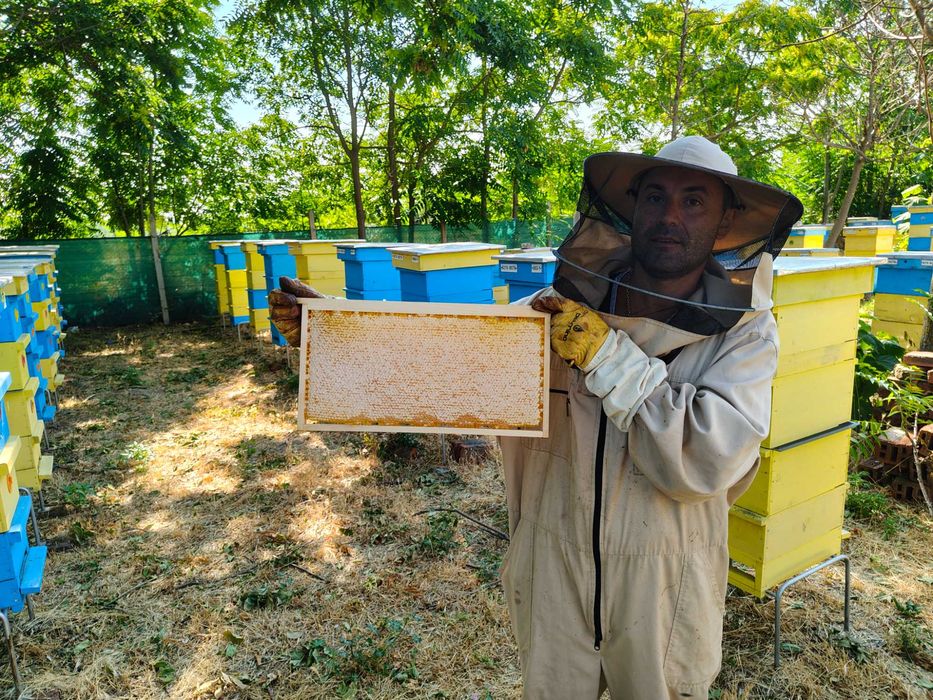 Пчелна рамка с мед / ПРОМО цена за цялото количество