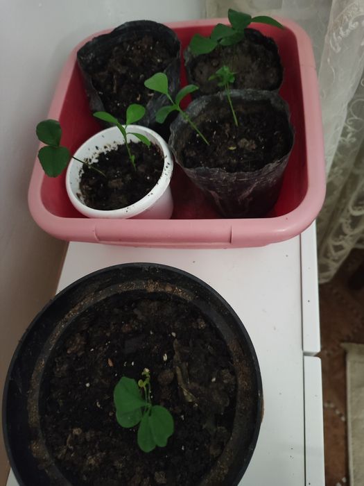 Продам отростки мандаринов