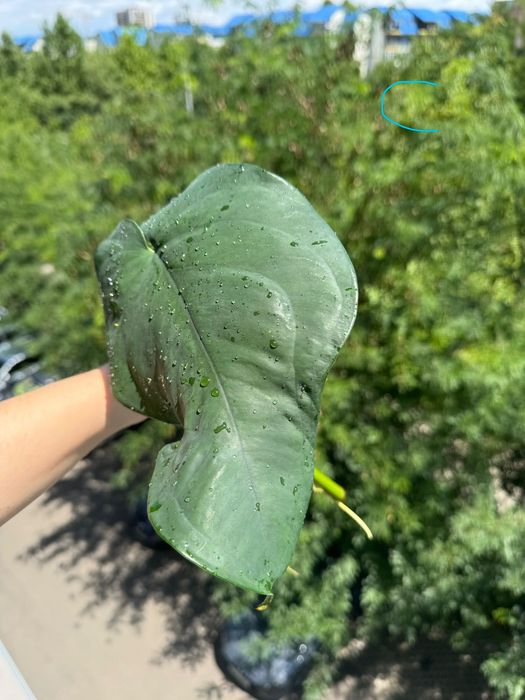 Syngonium chiapense, cuttinguri bine înrădăcinate cu alb pe tulpina