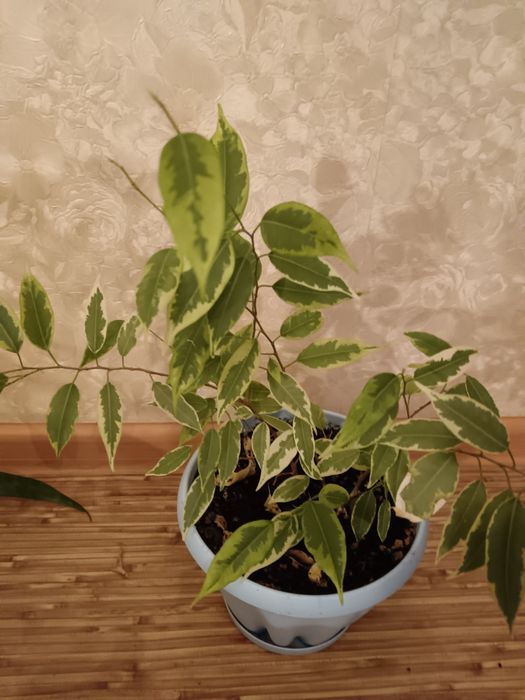 Комнатные цветы.