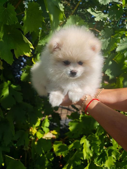 Продам щенка шпица.