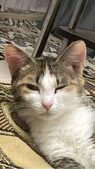 Кошка в добрые руки