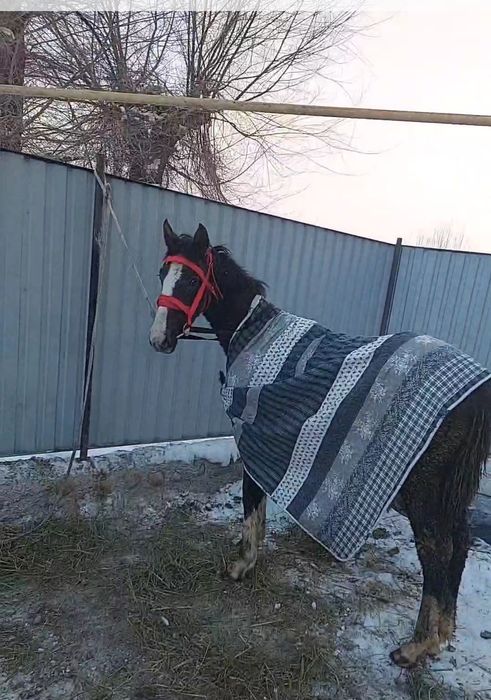 Жабағы  10-айлық.