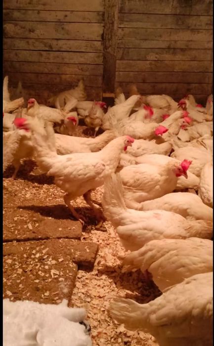 Куры ленгорн доставка