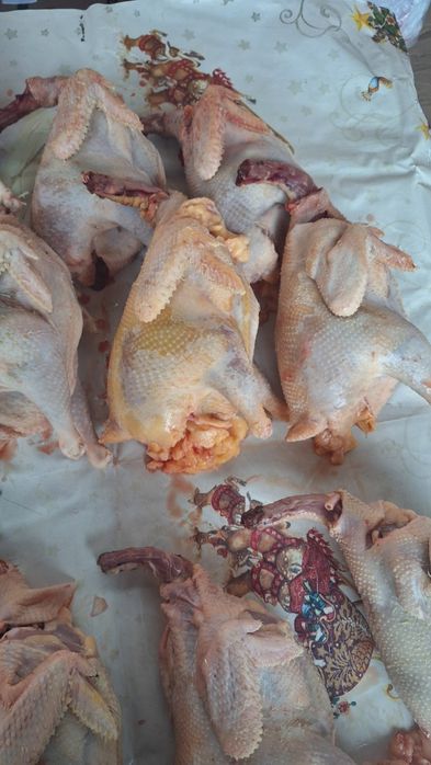 Мясо курицы домашние