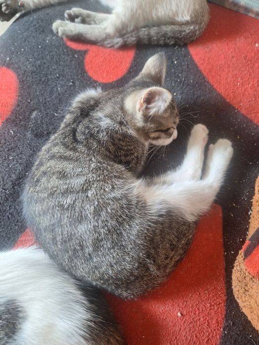 Pui de pisica pentru adoptie