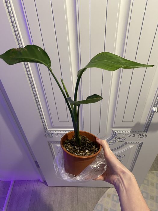 Стрелиция николая