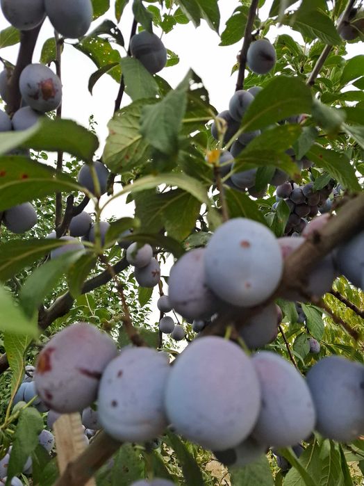 Vând mere și prune direct din pom sau aduse la domiciliu