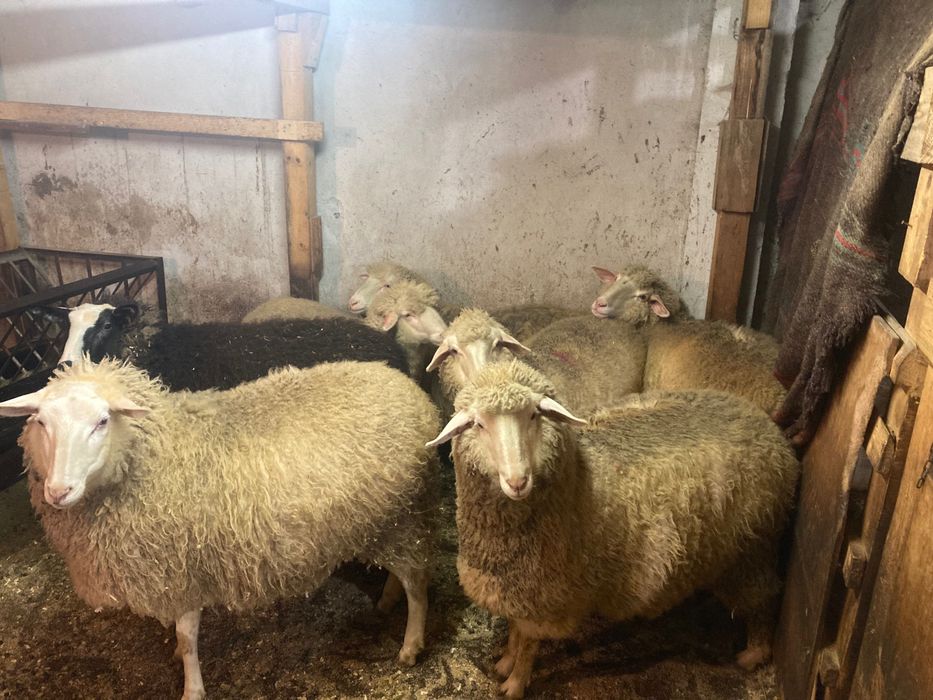 8 заплодени дзвиски