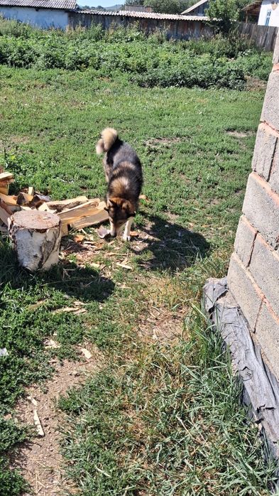 Продам щенков лайки