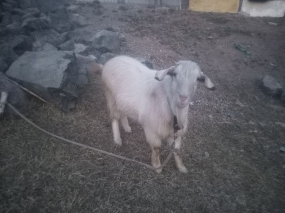 Продаётся козлята и козёл