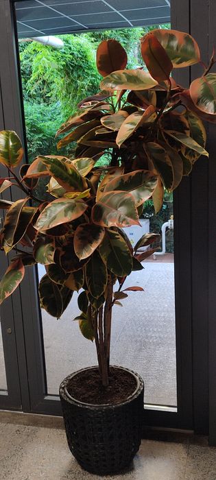 Ficus Elastica cu frunze in 2,3 culori