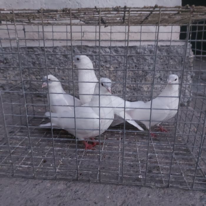 Туркмени лет с игрой гарантия