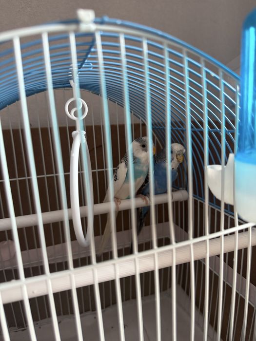 Продам пара попугай